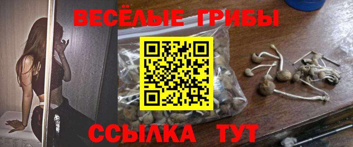 Псилоцибиновые грибы Psilocybe Морозовск